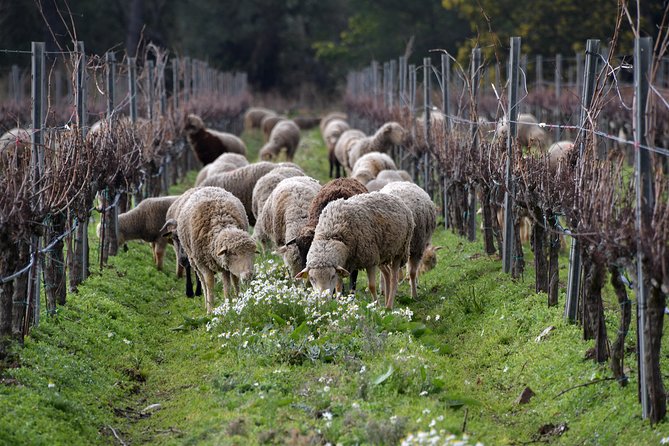 4x4 tour in a winery followed by a tasting - Timing and logistics that make the tour feel manageable