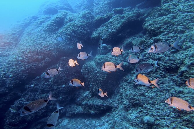 Boat trip and snorkeling in Villefranche - sur - Mer - Gear up with Chango Diving: what you get and how they teach it