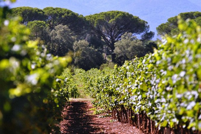 Calanques of Cassis, Aix-en-Provence & Wine Tasting Private Tour - Price and logistics: what you’re paying for, and what to watch