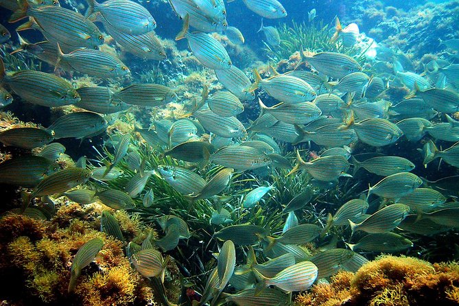 French Riviera Villefranche Bay Snorkeling Tour from Nice - Price and Value: Is $60.34 Worth It?