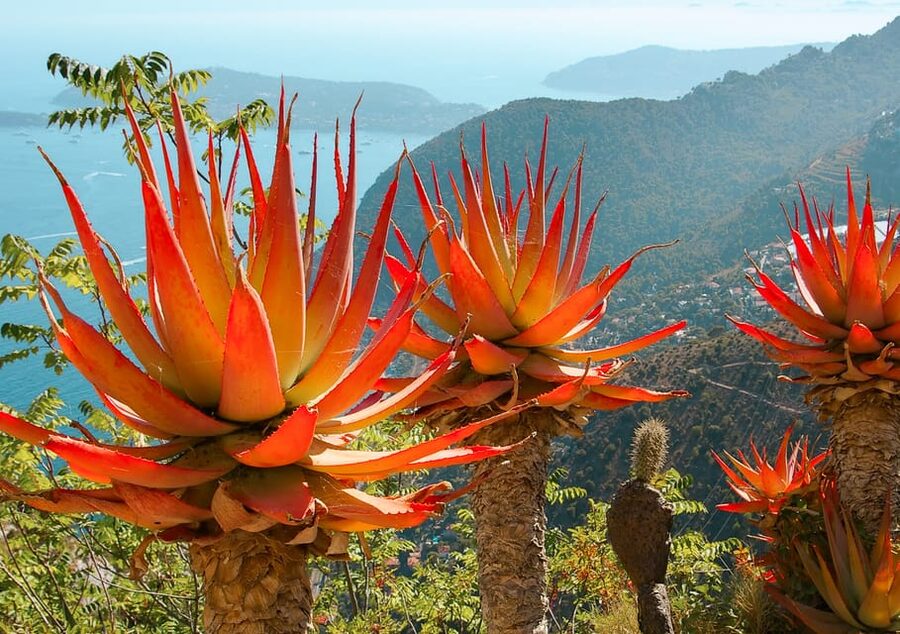From Nice: Eze, Monaco, and Monte Carlo Half-Day Trip - St Jean Cap Ferrat views: why the drive matters as much as the stops