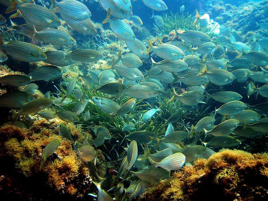 From Nice: French Riviera Swimming and Snorkeling Cruise - Key highlights that make this cruise worth your time