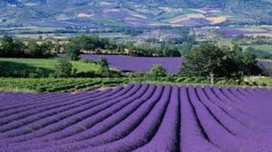 From Nice: Full-Day Provence and Lavender Tour - Key highlights at a glance