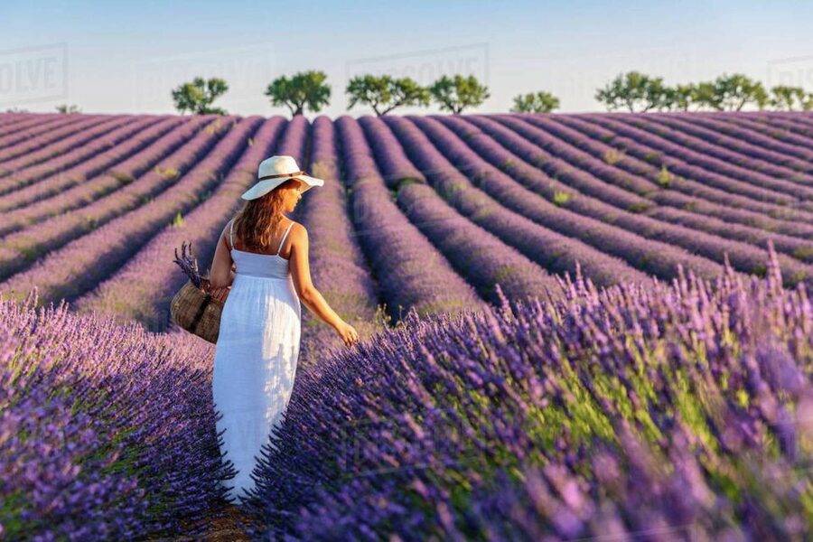 From Nice: Full-Day Provence and Lavender Tour - Verdon Gorge scenic drive: getting the look without the hike