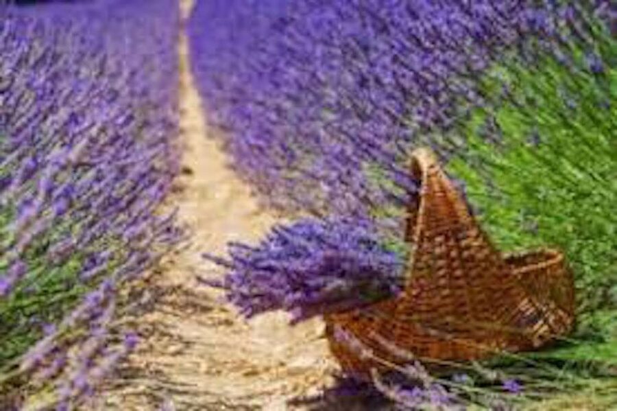 From Nice: Full-Day Provence and Lavender Tour - Lac de Sainte-Croix: the lake stop that finishes the day strong