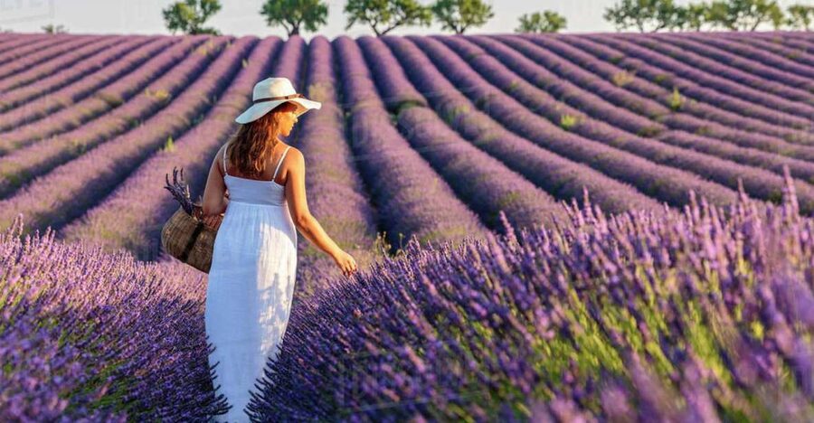 From Nice: Full-Day Provence and Lavender Tour - Shopping breaks, lavender souvenirs, and what to buy smart