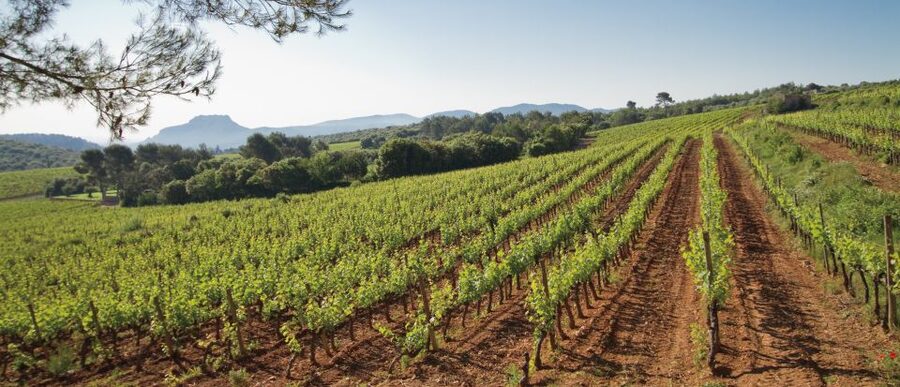 From Nice: Provence Wine Full-Day Tour - Key highlights worth planning around