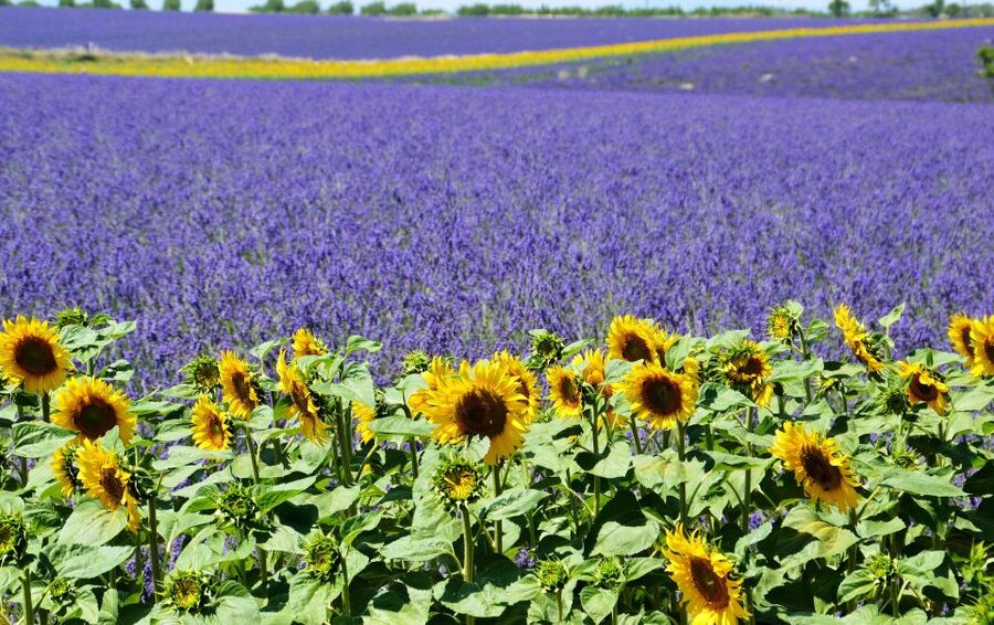 From Nice: Verdon Gorge Full-Day Tour - Verdon Gorge viewpoints, the Grand Canyon feeling