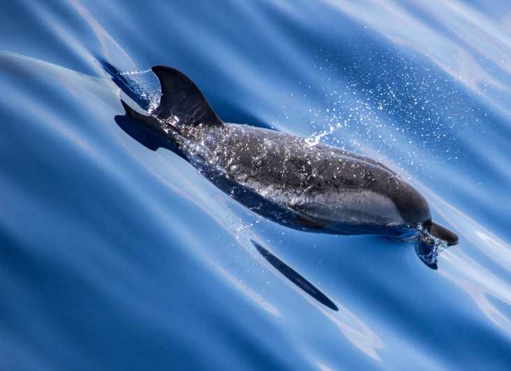 From Villefranche-sur-Mer: Guided Dolphin-Watching Tour - Setting out from Villefranche-sur-Mer: where your tour actually begins