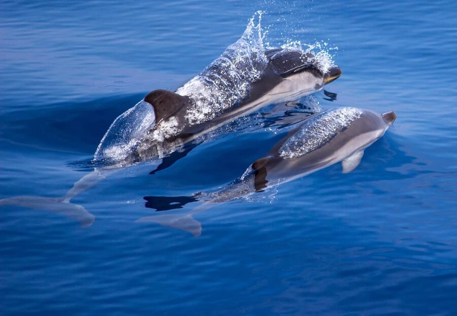 From Villefranche-sur-Mer: Guided Dolphin-Watching Tour - Pelagos Sanctuary and the etiquette of good dolphin watching