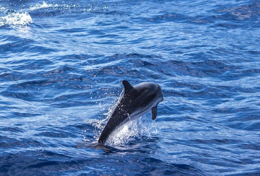 From Villefranche-sur-Mer: Guided Dolphin-Watching Tour - Dolphins are wild animals, so manage expectations the smart way