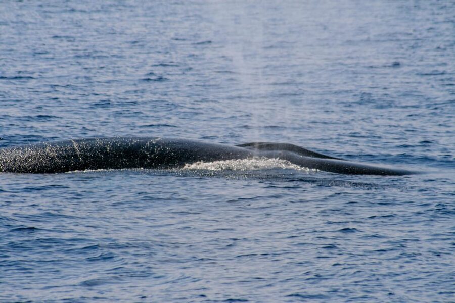 From Villefranche-sur-Mer: Guided Dolphin-Watching Tour - What to pack for a comfortable, focused dolphin watch