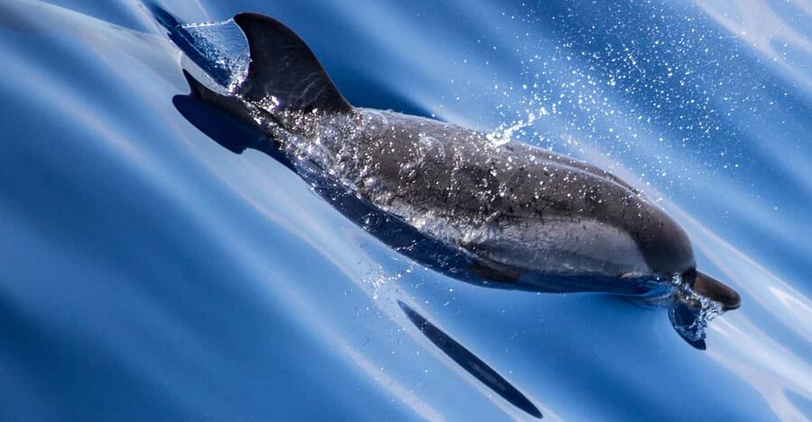 From Villefranche-sur-Mer: Guided Dolphin-Watching Tour - Pre-boarding comfort: coffee, documentation, and French commentary