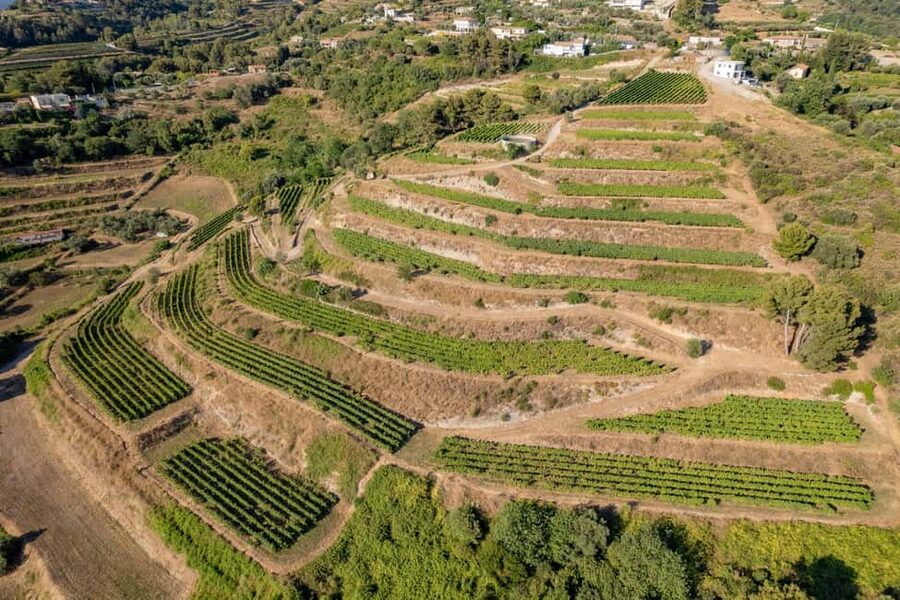 Full-Day Wine Tour in Bellet & Saint-Paul de Vence From Nice - Nice Pickup to the Vineyards, in an A/C Minivan