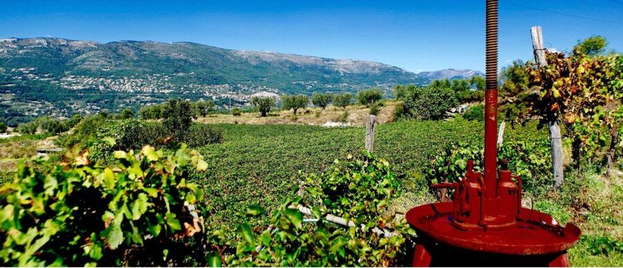 Full-Day Wine Tour in Bellet & Saint-Paul de Vence From Nice - Price and Value: Is $194 Worth a Full Riviera Day?