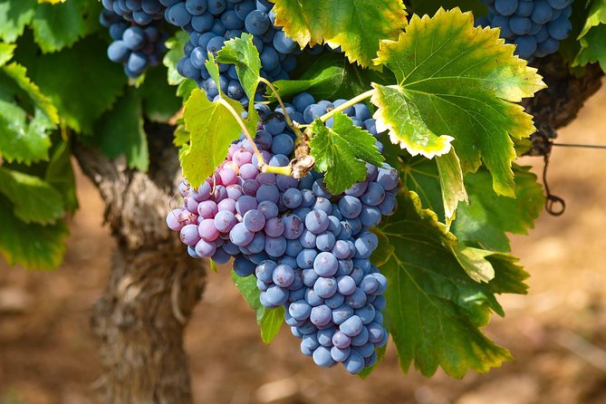 Half-Day Wine Tasting and Saint Paul de Vence Tour from Nice - Why this half-day from Nice makes sense