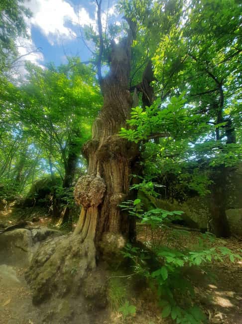 Mountain Train Experience: Hike & Mystic Forest (From Nice) - Entrevaux: a medieval citadel on a ridge above the river