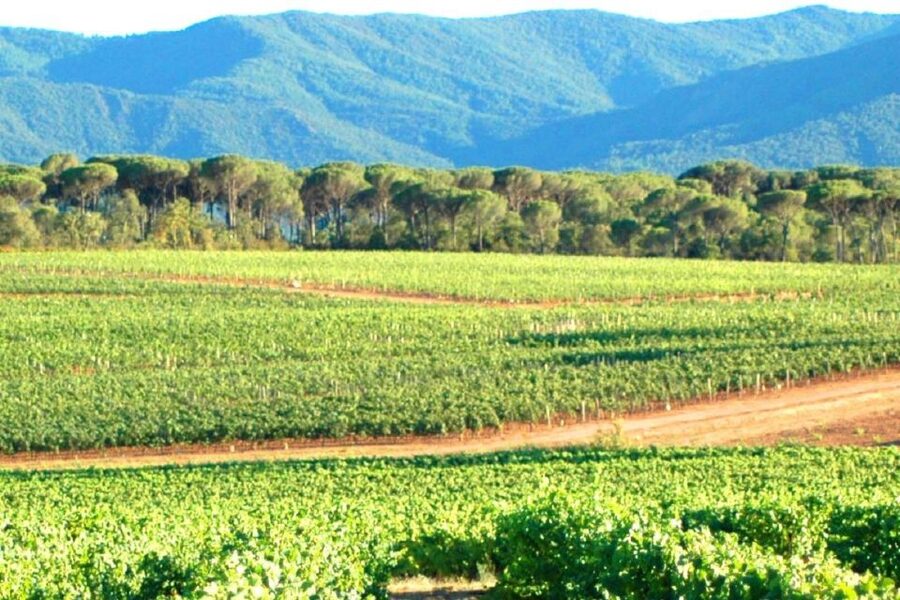Nice: Full-Day Côtes de Provence Wine Tour - Who should book this Côtes de Provence tour