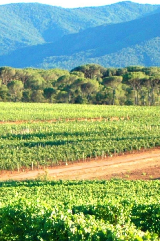 Nice: Full-Day Côtes de Provence Wine Tour - Should you book this tour or skip it?