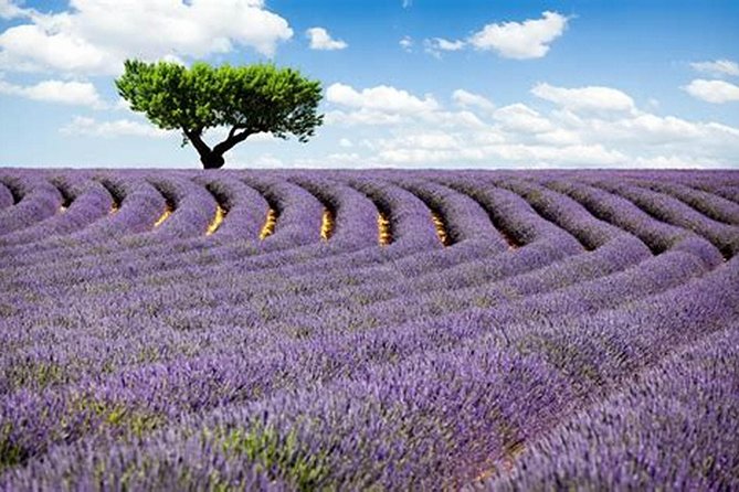 Nice: Gorges of Verdon and Fields of Lavender Tour - Why the Verdon Gorge and lavender make this feel different