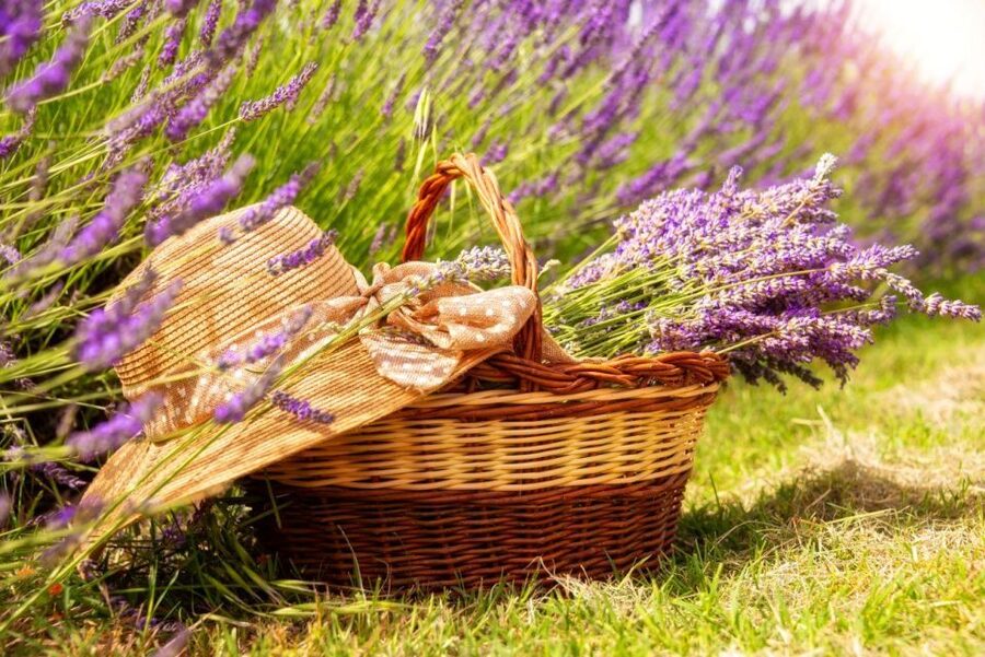 Nice: The Gorges du Verdon and Ste Croix Lake Full-Day Tour - Lavender fields in late June to July, when Provence smells like Provence