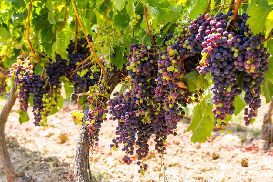 Organic Wine Tasting with Saint paul Half Day Tour from Nice - How the van pickup from Nice shapes your whole afternoon