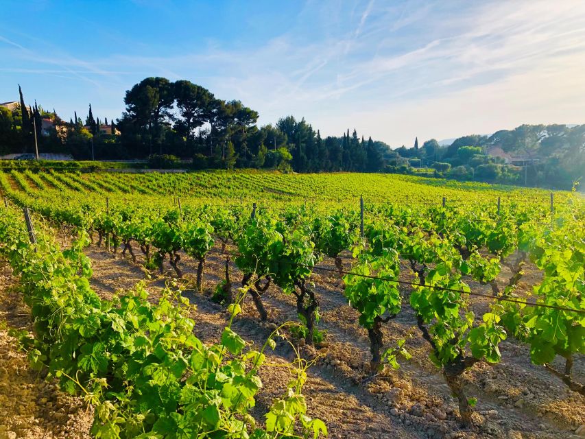 Private Day Trip to Provence and Lavender Fields - Best Fit: Who Should Choose This Private Provence and Lavender Trip