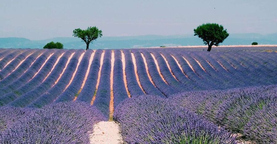 Private Day Trip to Provence and Lavender Fields - First Stop: Sainte-Maximin and the Basilica Sainte-Marie-Madeleine