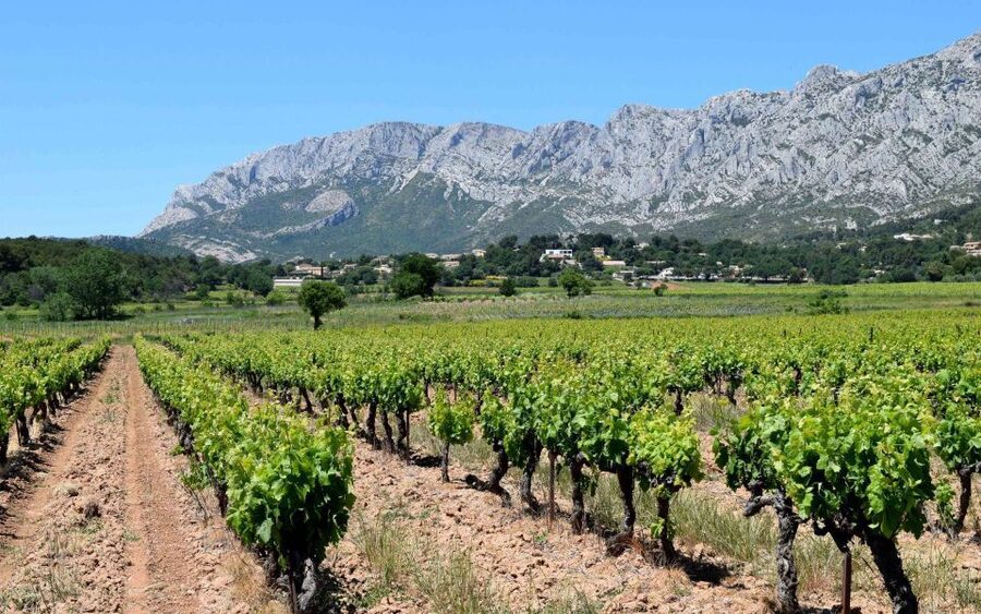 Private Day Trip to Provence and Lavender Fields - Lavender Fields in Peak Bloom: Late June to Early August