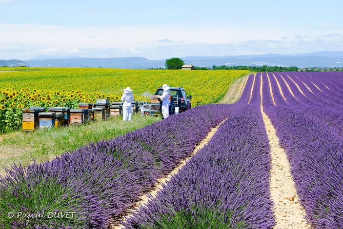 Private Tour of Gorges of Verdon and Fields of Lavender in Nice - Plateau de Valensole: Lavender Field Time and the Real Season Question