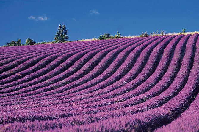 Provence and Lavender - private & Guided Full Day Tour - Stop 2: Valensole Plateau Lavender Fields and the Processing Plant