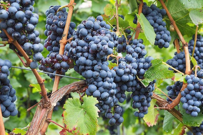 Provence Organic Wine Tasting Half Day Tour from Nice - Should you book this tour?