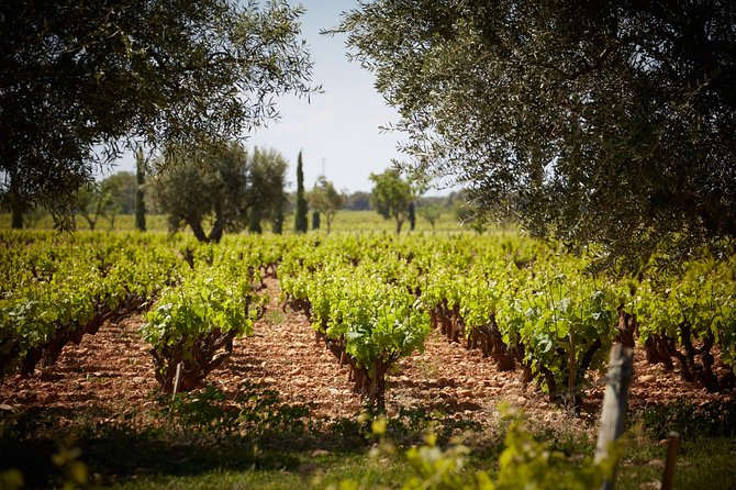 Provence Private Full Day Wine Tour with Wine Tasting - Price and Value: What You Really Pay For