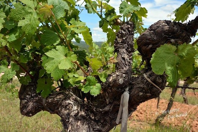 Provence Private Full Day Wine Tour with Wine Tasting - Who This Wine Tour Suits Best (And Who Should Skip It)