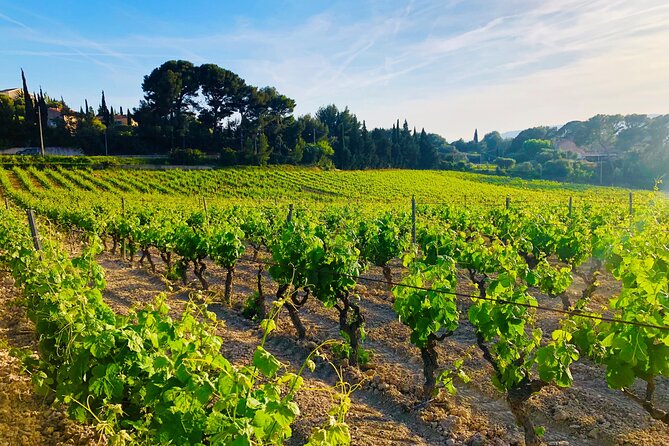 Provence, Vineyards and Lavender Fields Private Day Trip - Aix-en-Provence on your schedule: fountains, Cours Mirabeau, mountain views