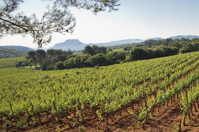 Provence Wine Tour - Private Day Tour from Nice - Stop 2, Château Font du Broc: organic farming and wide views