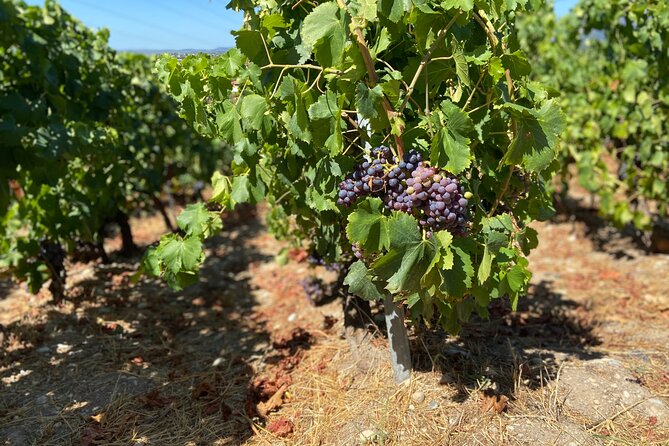 Small Group Guided E-bike Tour in Nice's Organic Vineyard - The Family Winery Visit at Collet Bovis