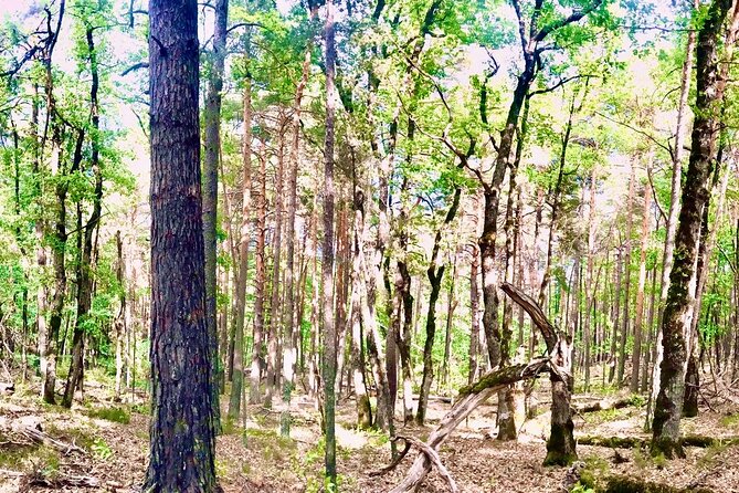 Tour with the Mountain Train, Trek to Mystic Forest and Castle - Key highlights you’ll feel right away