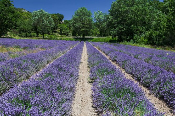 Verdon Canyon and its Lake Full Day Tour - Verdon Canyon Views and the Photo-Stop Reality Check